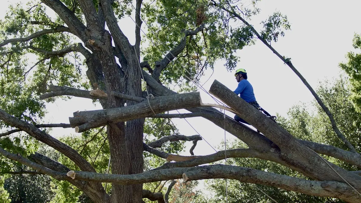 Professional Crown Thinning performed by certified arborists in Vinson