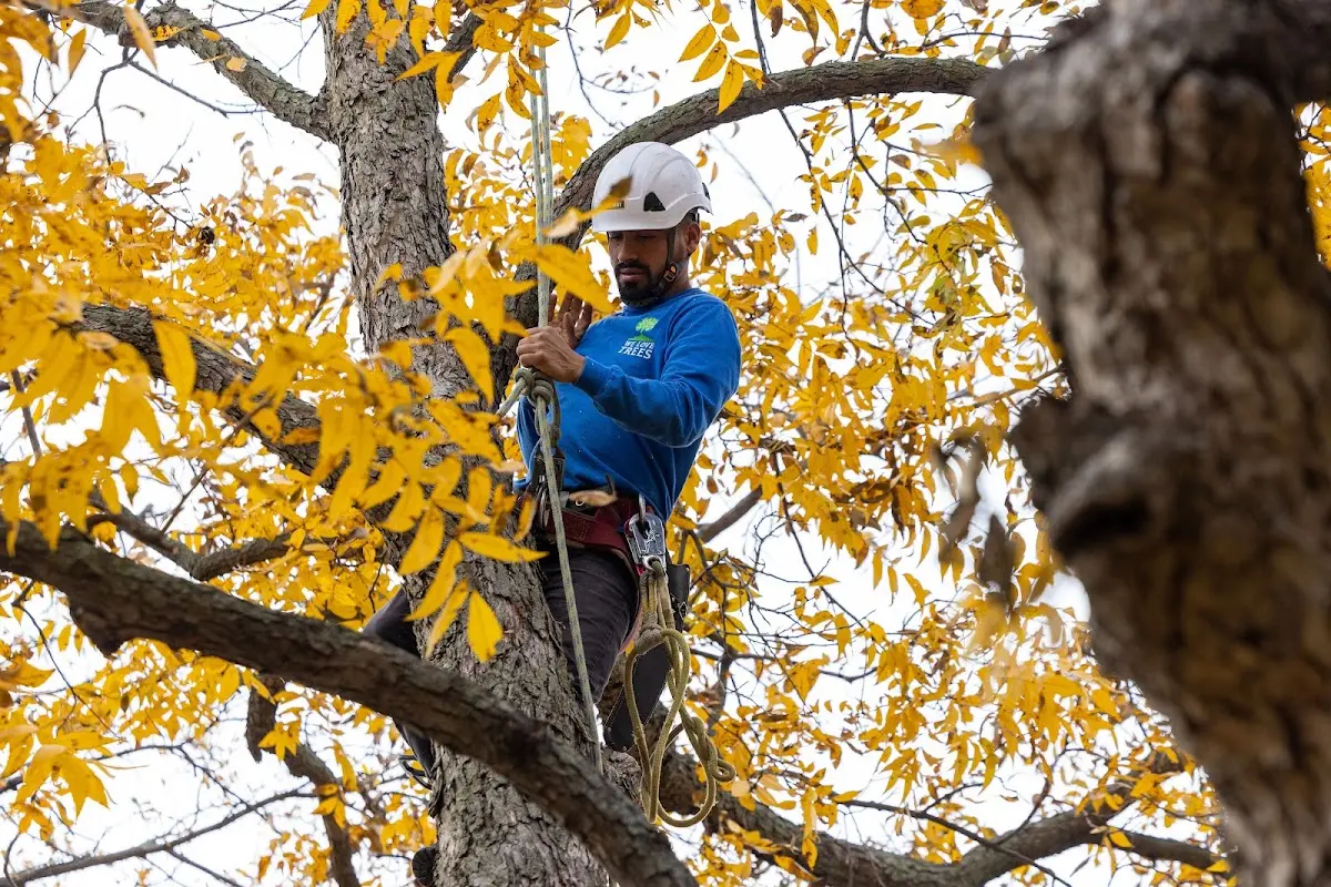 Skilled Dead Tree Removal crew working in Vinson